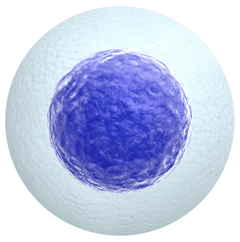 Dra. Taiane Andrade​